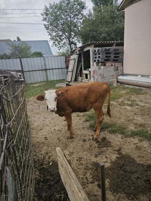 Продам 2 телят..