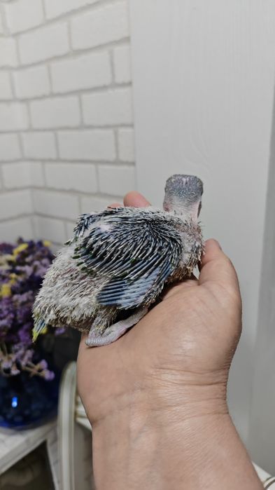 Продаётся птенец Александрийского прауная.