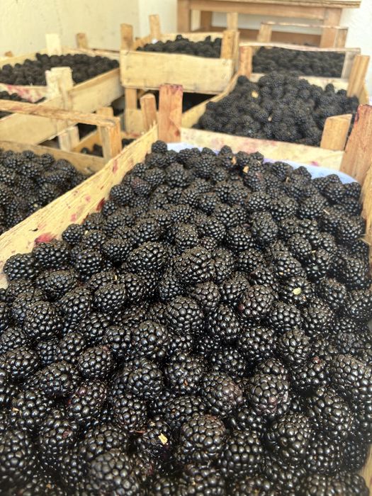 Mure netratate 20lei/kg