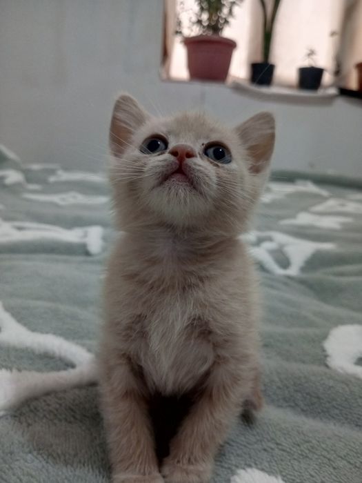 Продам котят породы Scottish  fold и Scottish strayt