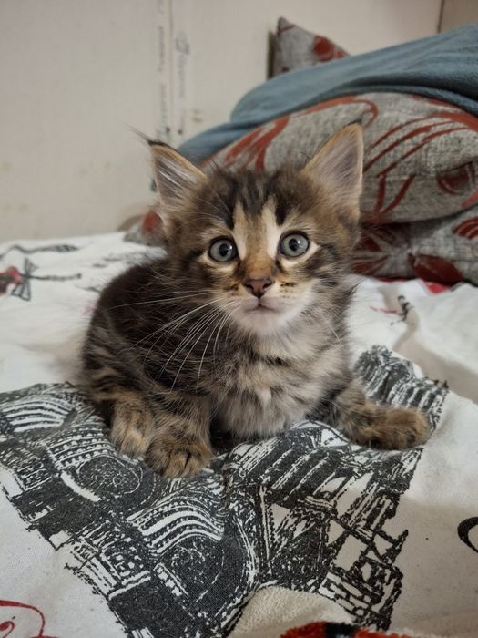 Отдам котят в добрые руки