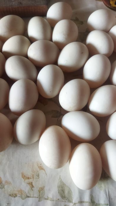 Утиные яйца продам