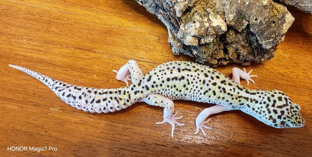 Леопардов гекон( Eublepharis macularius )