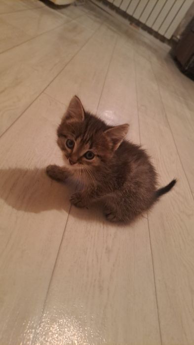 Отдам котят , 1 мальчик, 1 девочка,