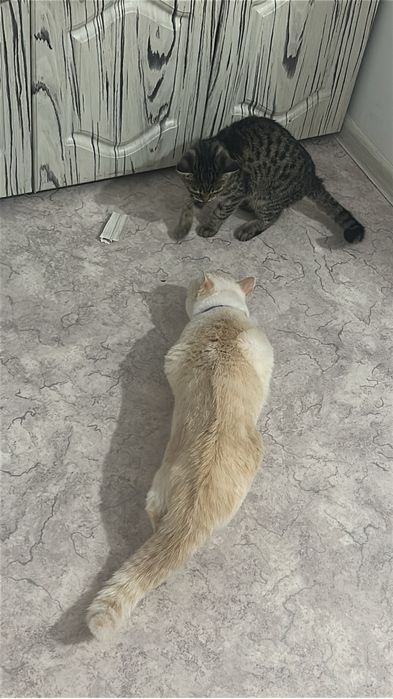 Отдам котенка в добрые руки