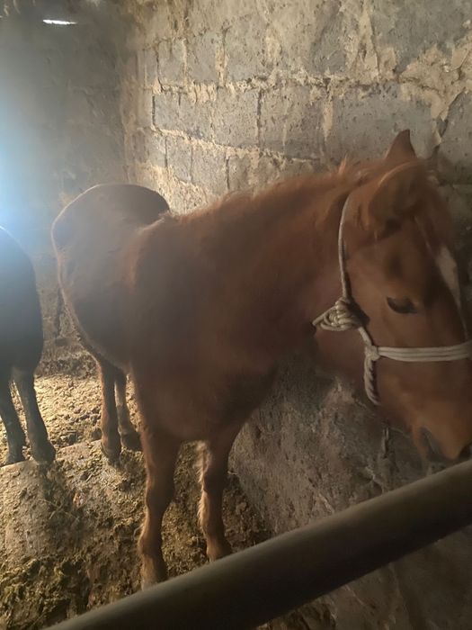 продам кобылку 2,5 года