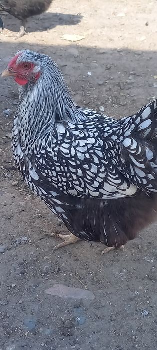 Продам курицу виандот серебро