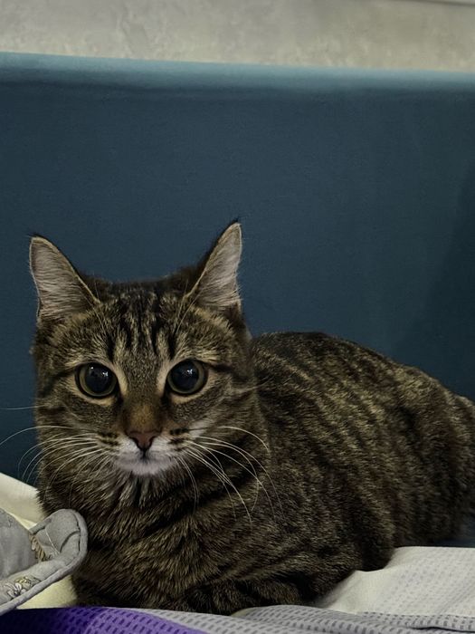 Отдаю в хорошую руку