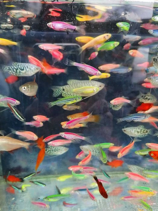 Африкански Цихлиди  автоматична хранилка декоративни рибки!