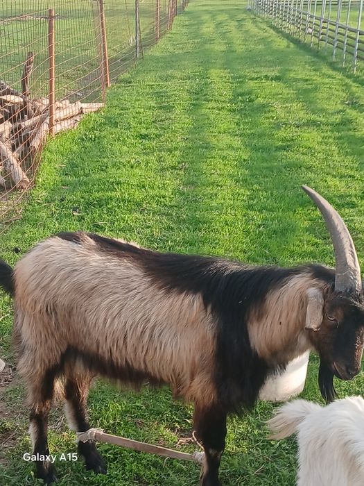 Алпиские теке хороший линия