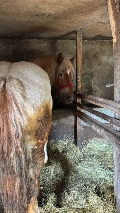 Cal de 3 ani de vanzare