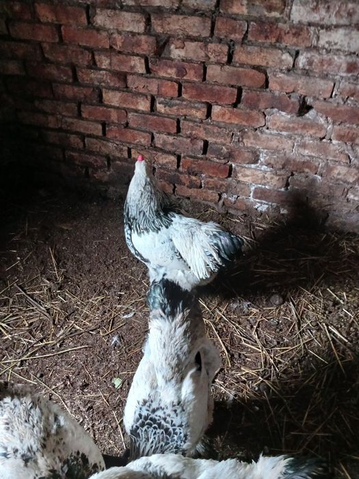 Продам петухов серебристый брама