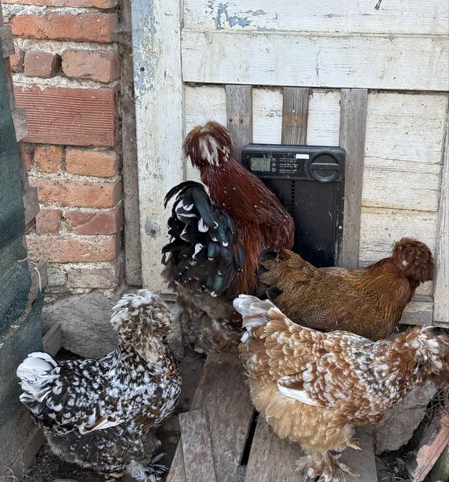 Разплодни яйца от Струмски кокошки