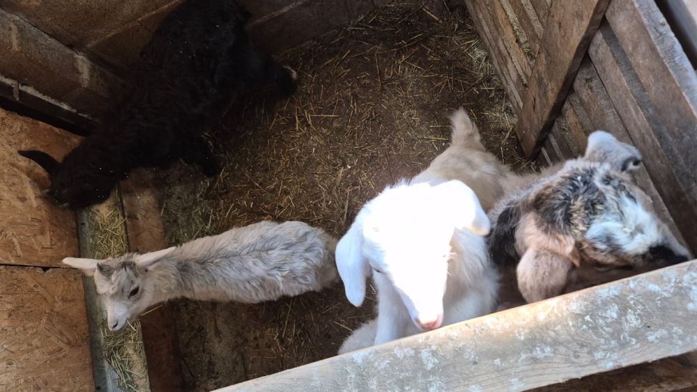 Лақтар сатылады, Козлята продается