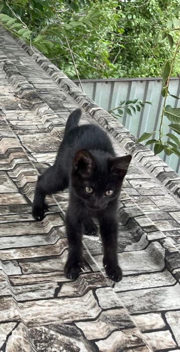 Котенок в добрые руки