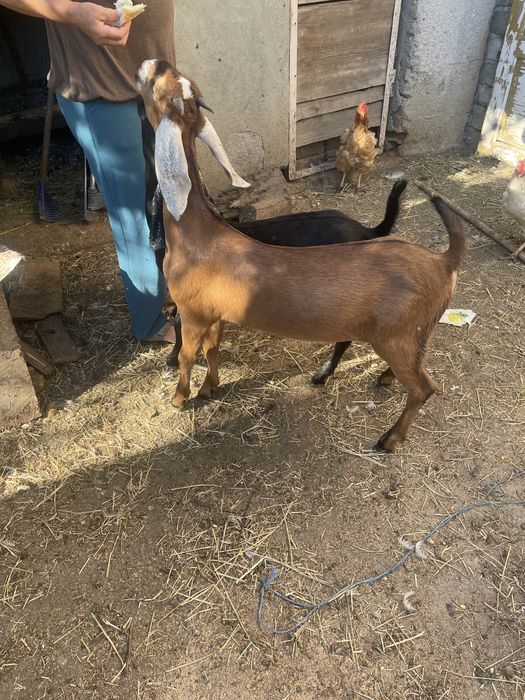 Lapte si branza capre rasa anglonubiana Ploiesti • OLX.ro