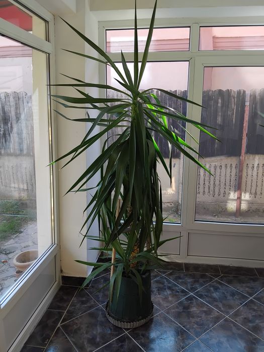 Palmier ornamental iuca