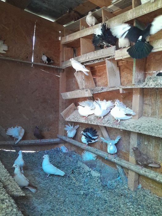 Vând porumbei înfoiati și jucători de botosani