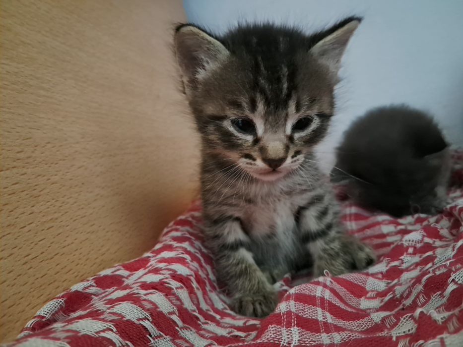 4 котят. Трое мальчиков и одна девочка