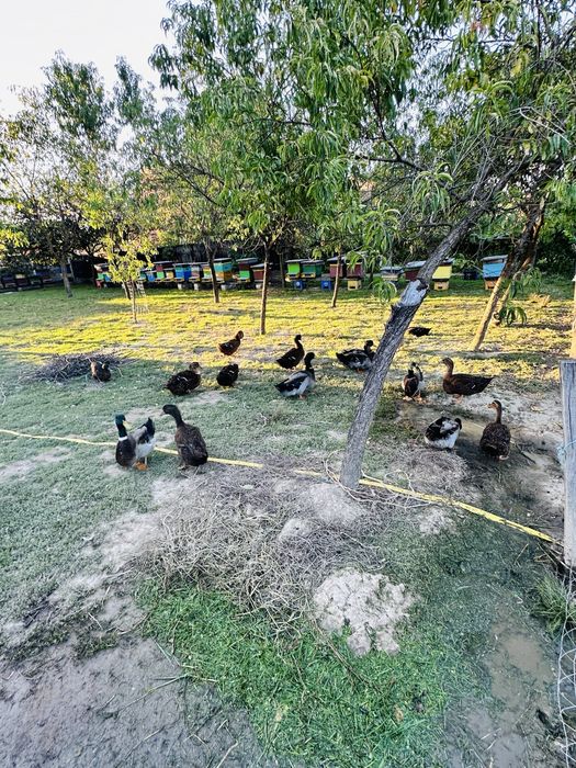 rățoi rasa rouen 2025