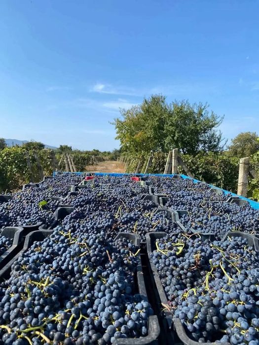 Vând struguri de vin livarm la domiciliu clientului
