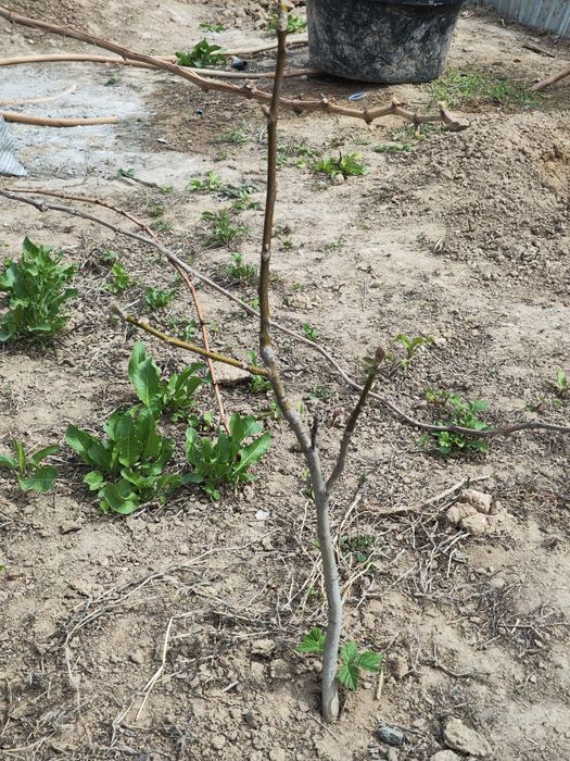 Жаңғақ көшеті сатылады.