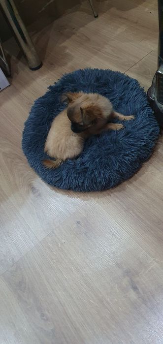 Чихупинчер момиче