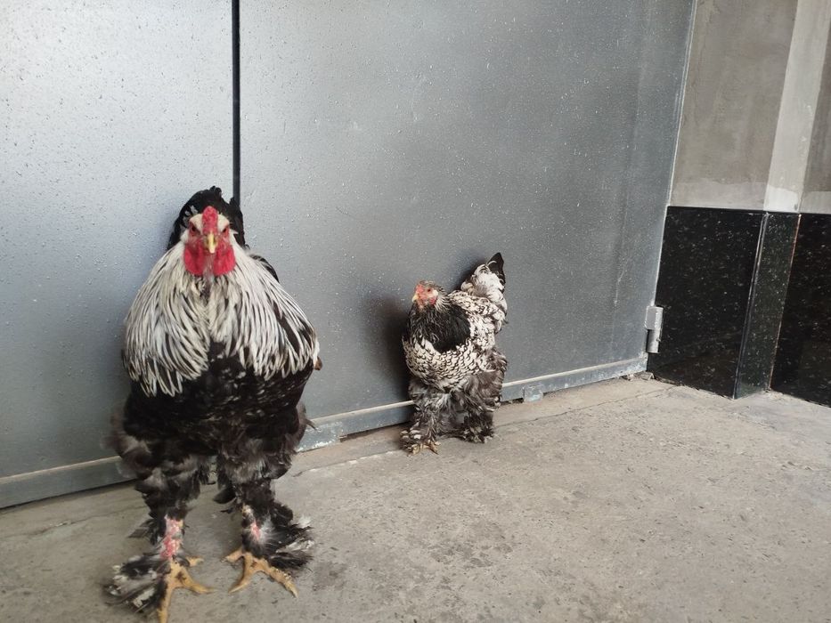 Sifatli Bramo tuhumlari ochirish uchun