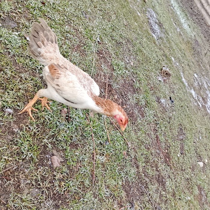 Продаю даканих бойцовых