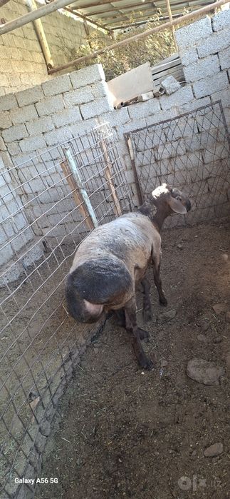 Qo'chqor sotiladi, 2 tishdan oshgan, quru yem yegan ,qirg'iz qo'yi.