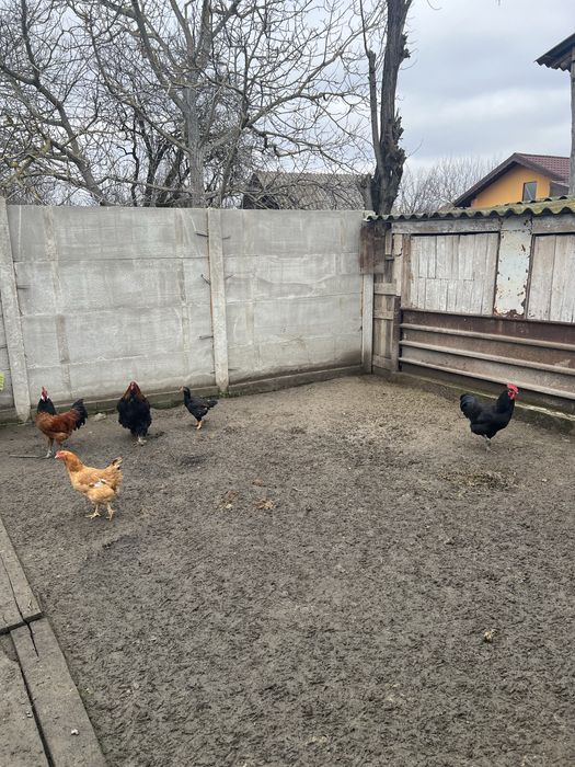 Cocosi -Vorwerk-Brahma