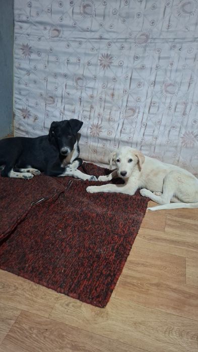 Собачки в сем ю доя дома и охраны