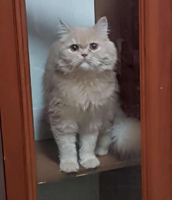 Чистокровные шотландские кошки.