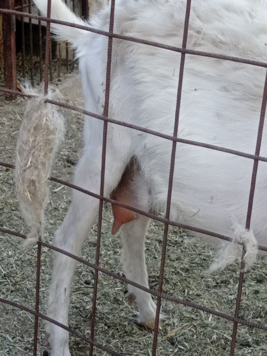 Сауынды ешкі екі лағымен, лақтары ұрғашы