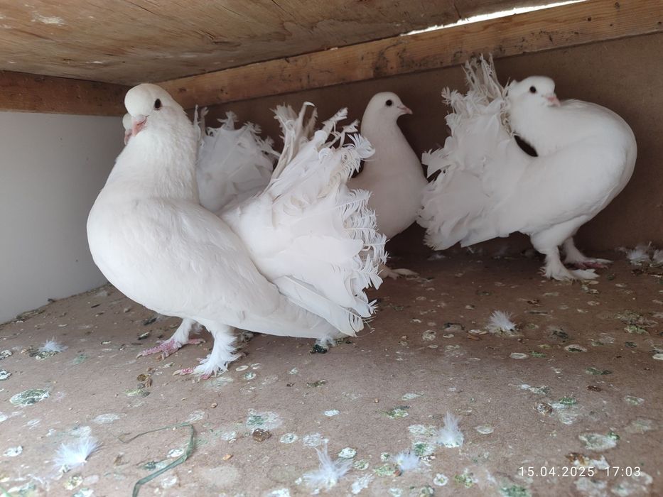 Павлин кабутарлари оптом сотилади 7 дона...