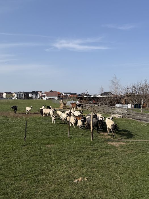 De vanzare foatre bune oi