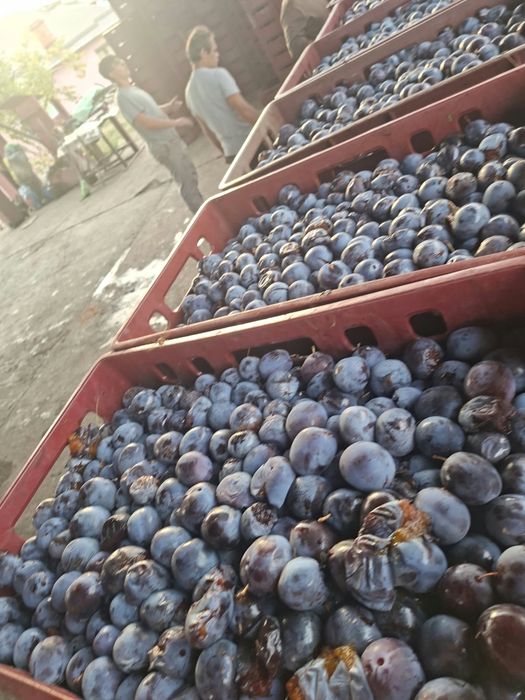 Vand prune de tuica