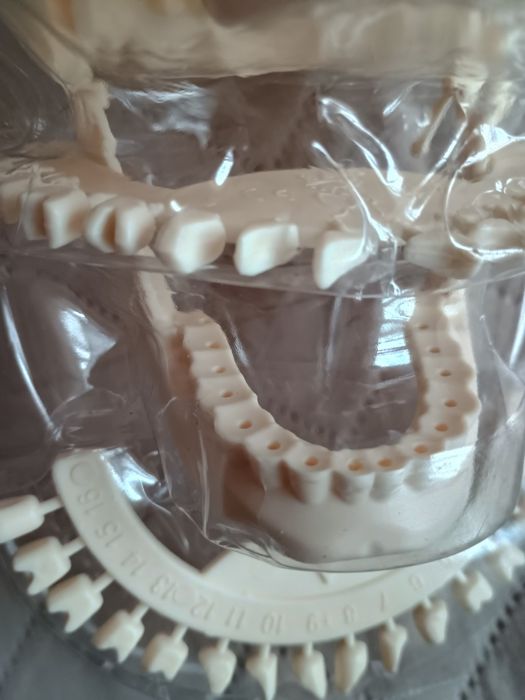 Craniu pentru învățământ.