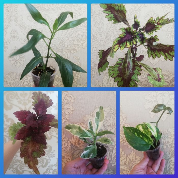 Комнатные растения