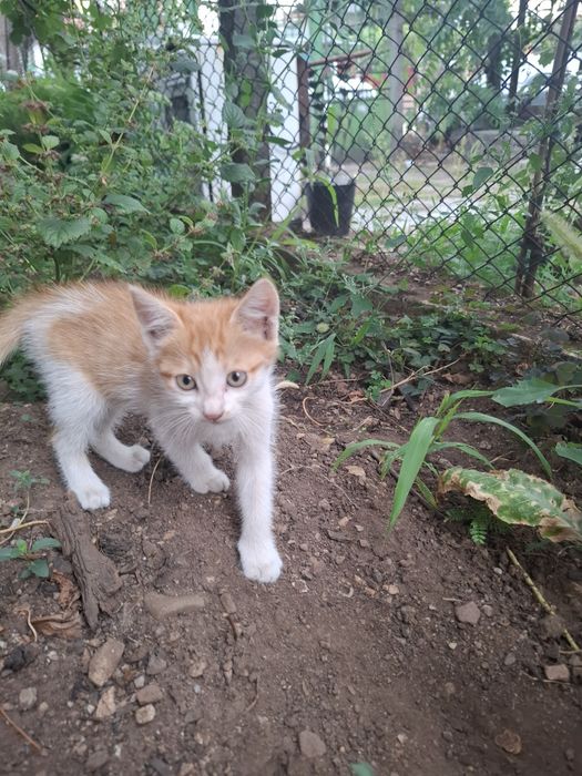 Котета търсят новия си дом