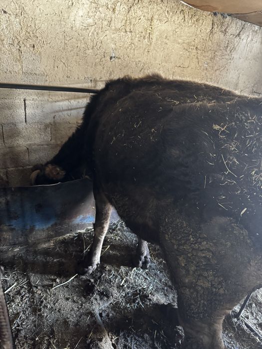 Продам корову на мясо или держать