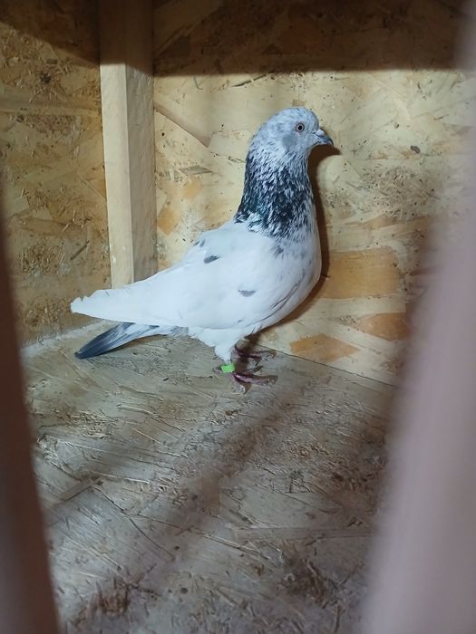 Голуби голуби голуби