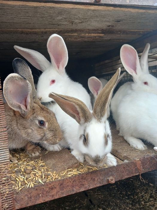 Кролики 6 месяцев