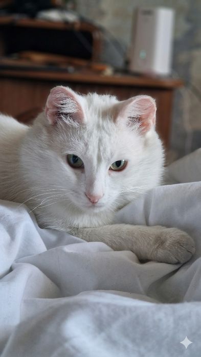 Котик  ищет  дом.