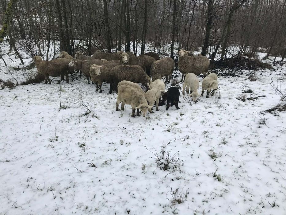 De vânzare 13 oii + 1 berbec  cu 11 miei și unele în curs de fătare
