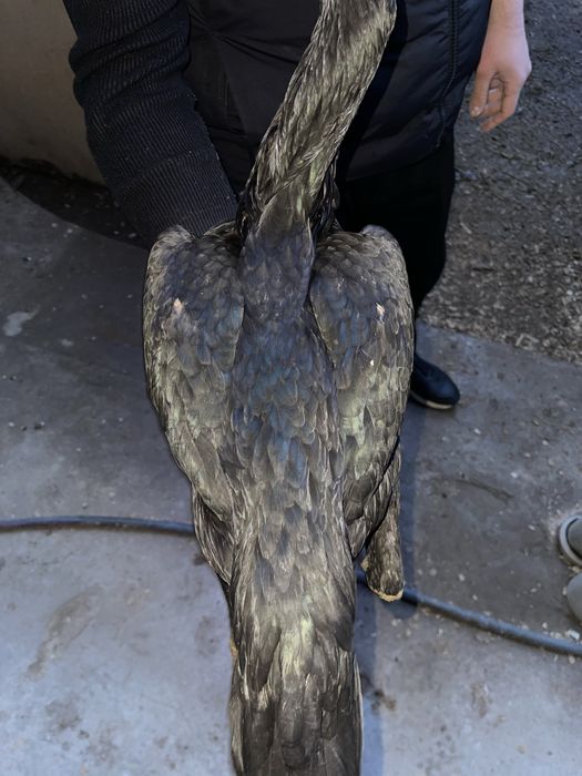 Дакан жожа товула