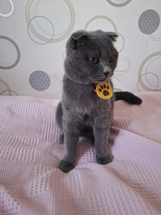 Zotdor mushuk scottish fold 7oylik qiz bola