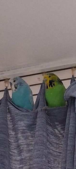 Срочно продать 2-х попугаев