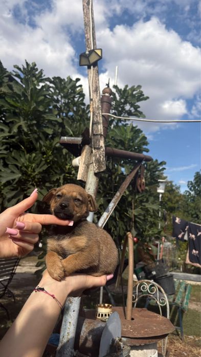 Dau spre adoptie acest catelus de talie mica !
