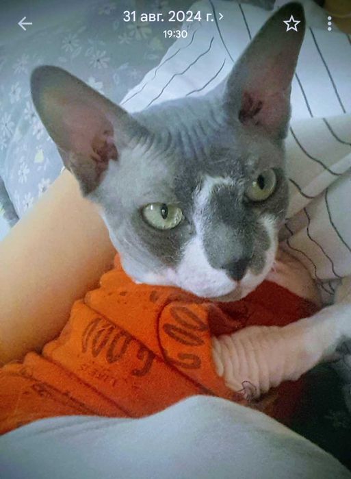 Кошка сфинкс мальчик подросток.